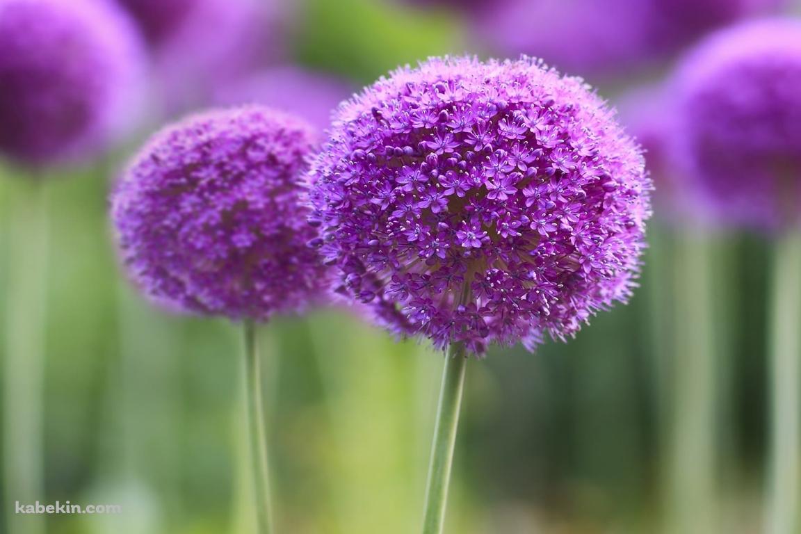 紫の丸い花の壁紙(1152px x 768px) 高画質 PC・デスクトップ用