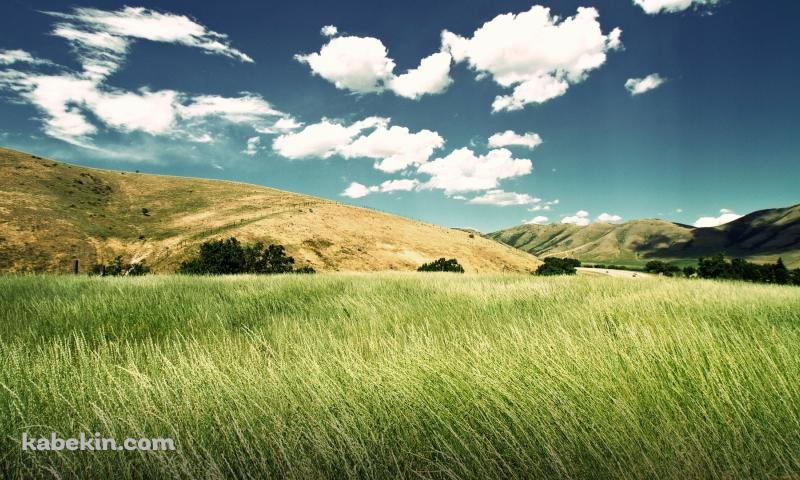 緑の景色の壁紙(800px x 480px) 高画質 PC・デスクトップ用