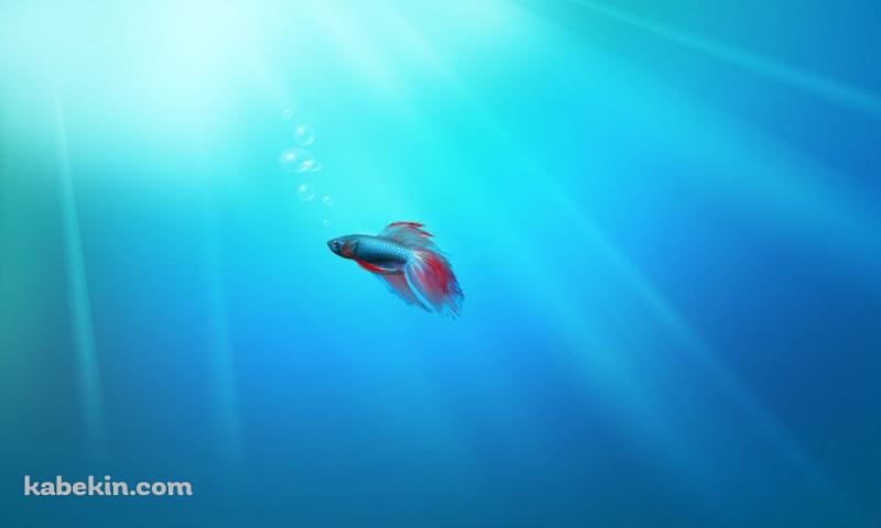 熱帯魚の壁紙(800px x 480px) 高画質 PC・デスクトップ用