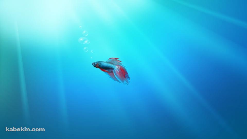 熱帯魚の壁紙(960px x 540px) 高画質 PC・デスクトップ用