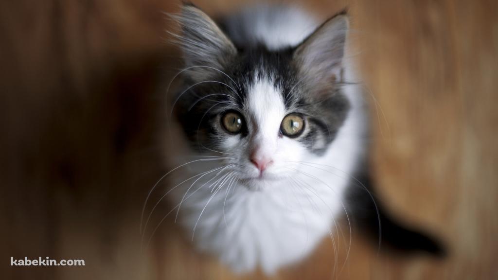 上を見上げる猫の壁紙(1024px x 576px) 高画質 PC・デスクトップ用