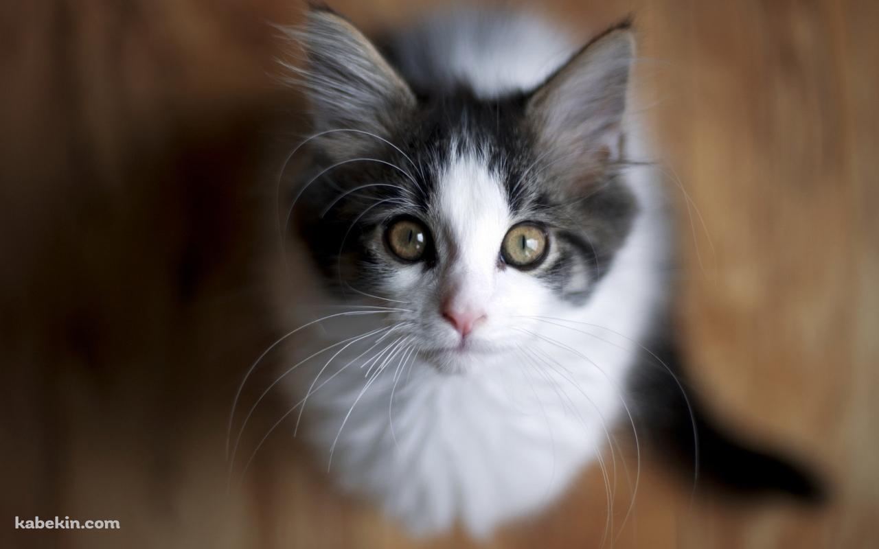 上を見上げる猫の壁紙(1280px x 800px) 高画質 PC・デスクトップ用