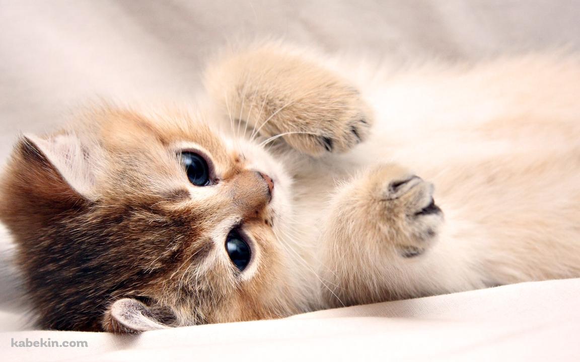 仰向けの猫の壁紙(1152px x 720px) 高画質 PC・デスクトップ用