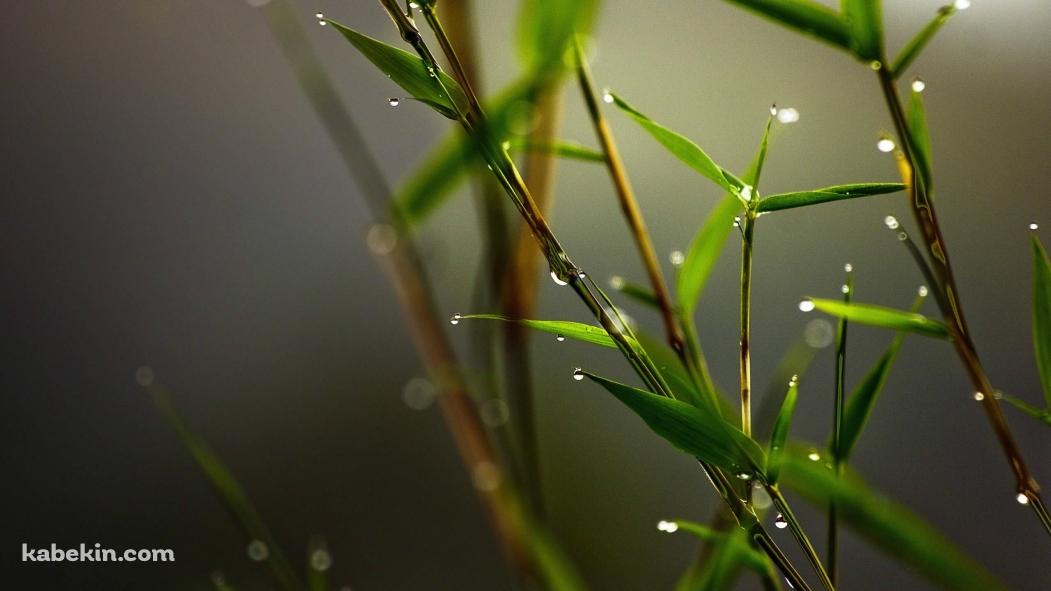 水滴のついた笹の壁紙(1051px x 591px) 高画質 PC・デスクトップ用