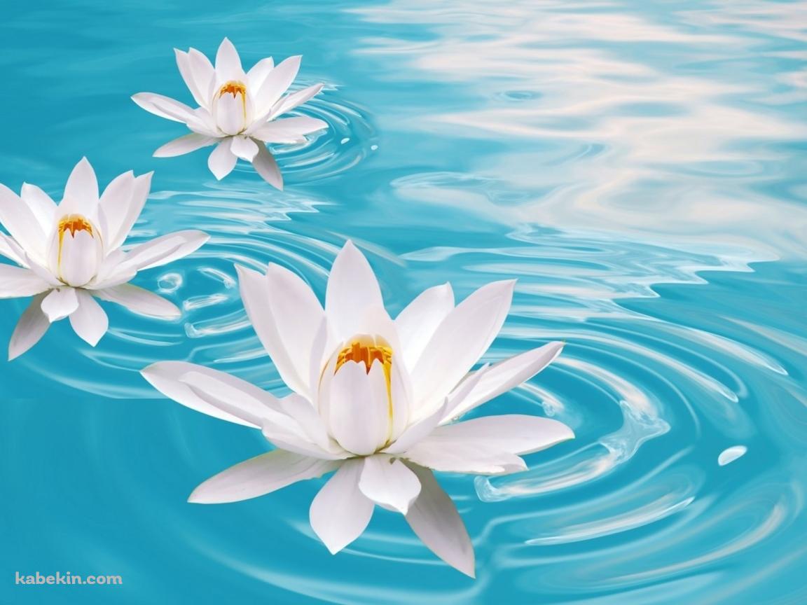 白い蓮の壁紙(1152px x 864px) 高画質 PC・デスクトップ用