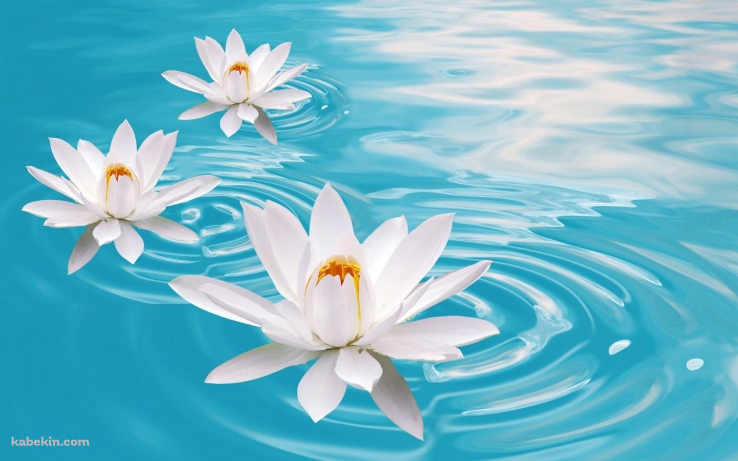 白い蓮の壁紙(1440px x 900px) 高画質 PC・デスクトップ用