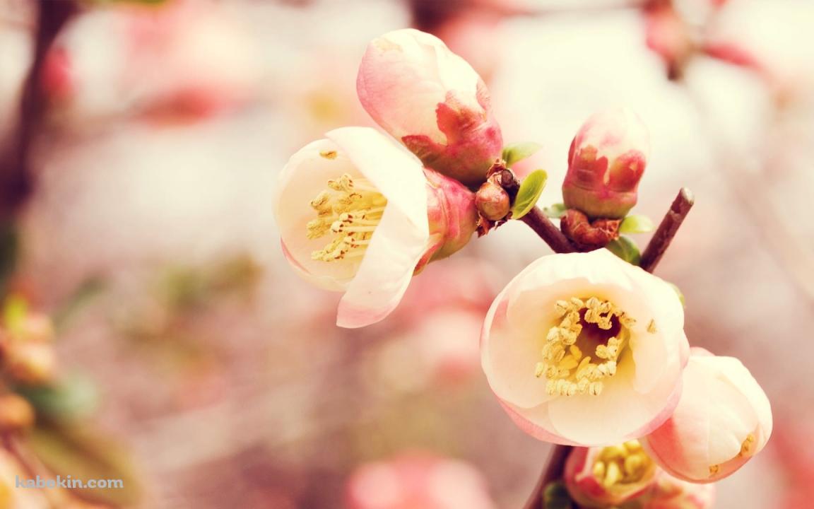 梅の花のアップの壁紙(1152px x 720px) 高画質 PC・デスクトップ用
