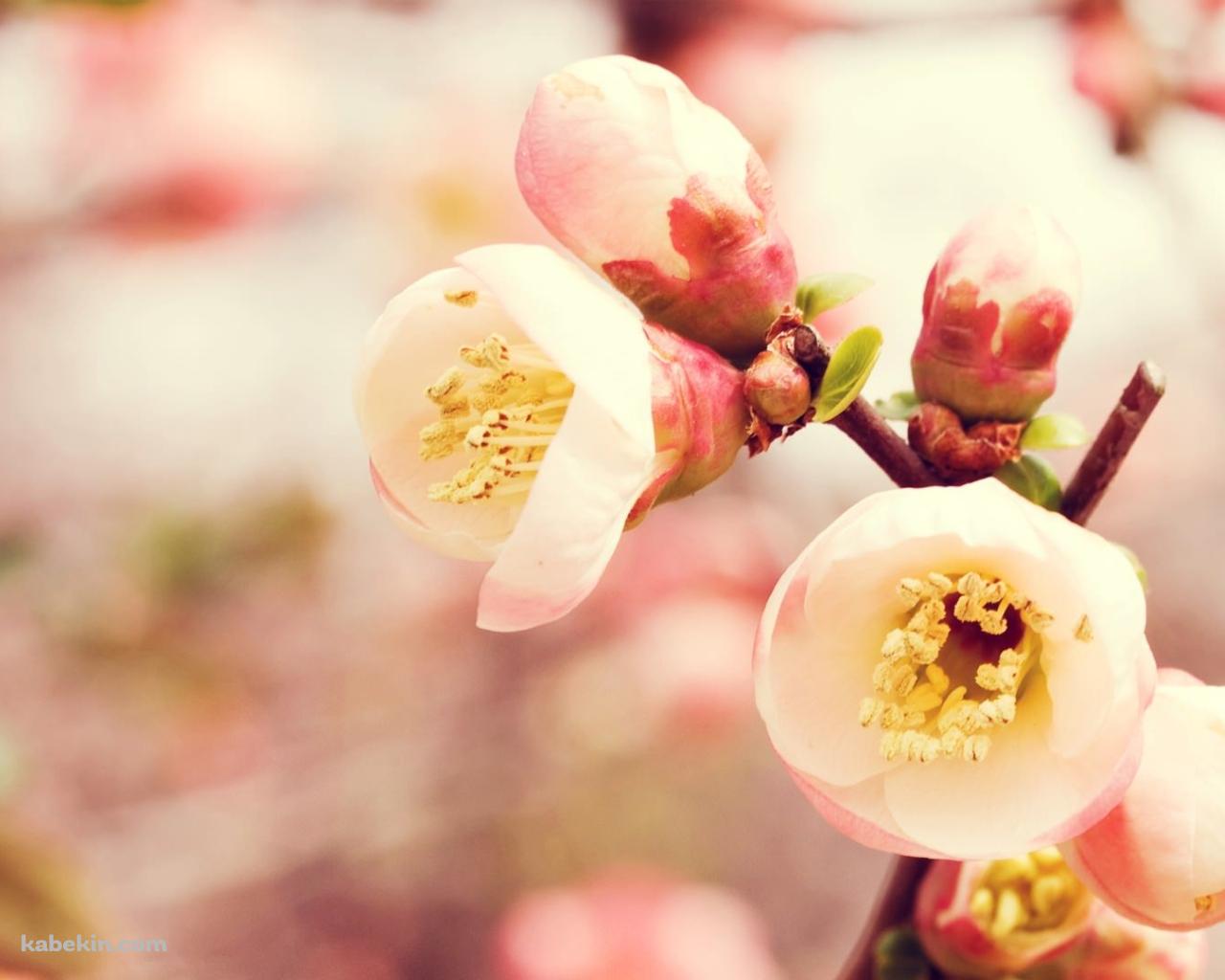 梅の花のアップの壁紙(1280px x 1024px) 高画質 PC・デスクトップ用