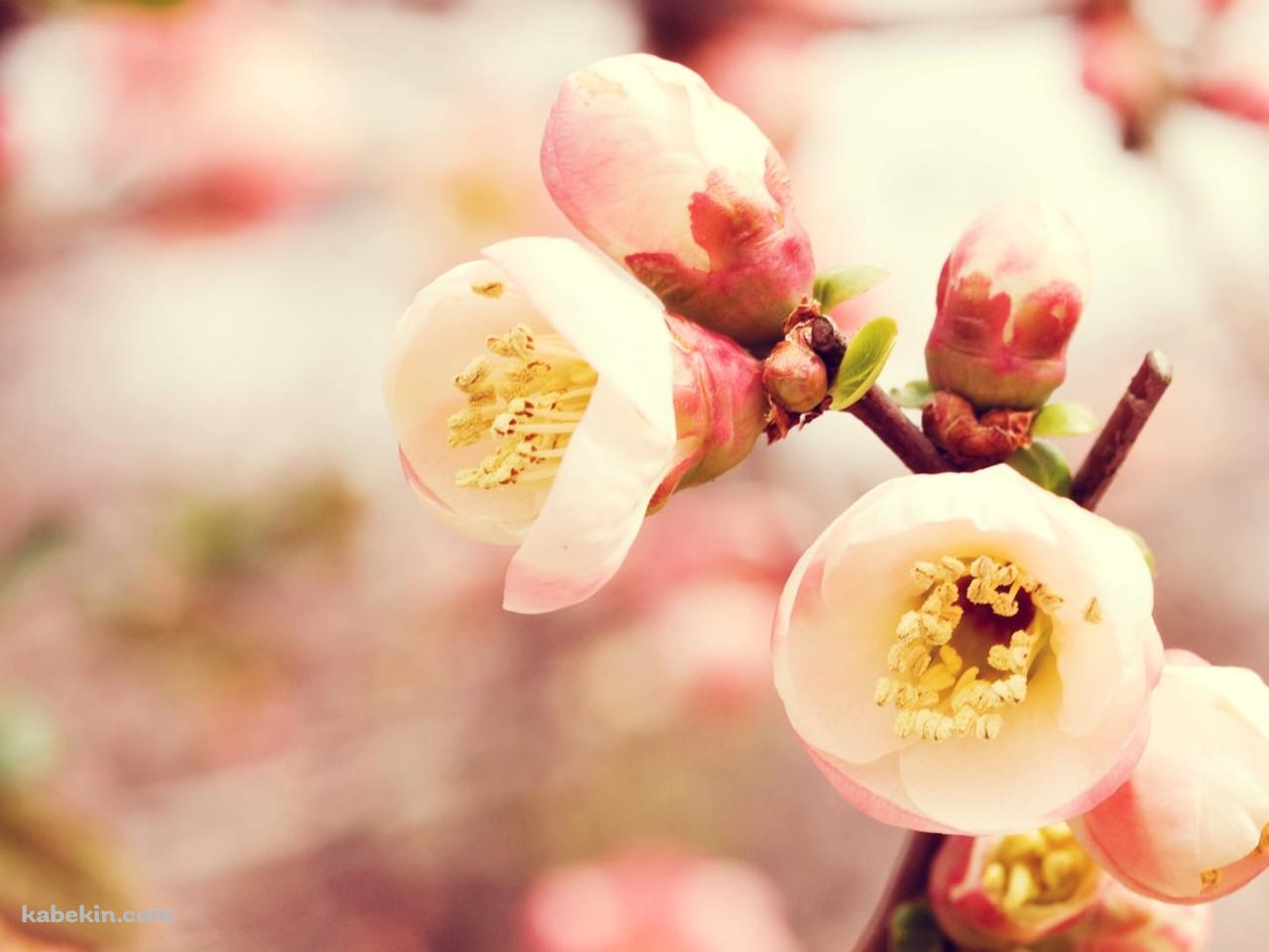 梅の花のアップの壁紙(1280px x 960px) 高画質 PC・デスクトップ用