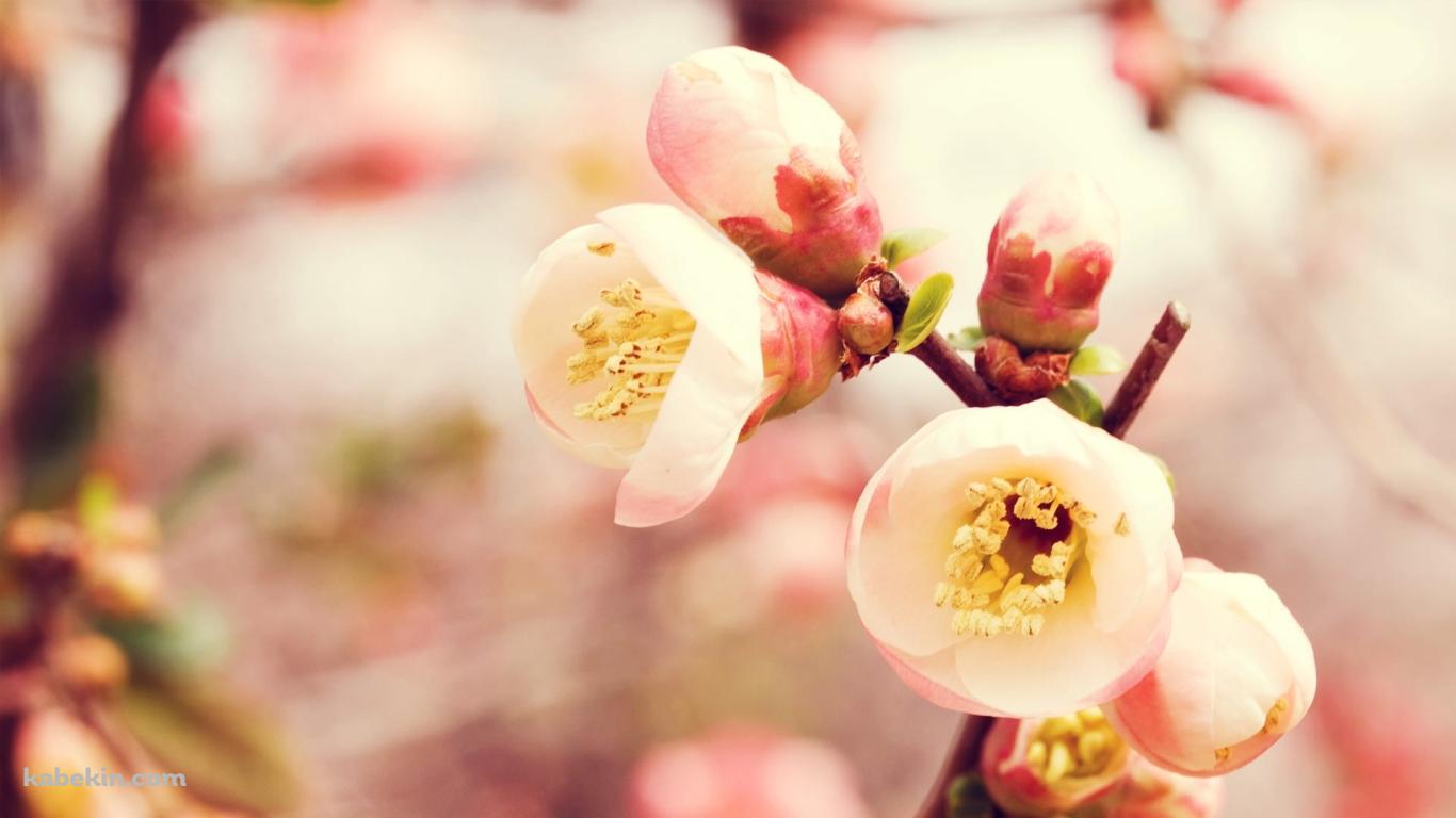 梅の花のアップの壁紙(1366px x 768px) 高画質 PC・デスクトップ用