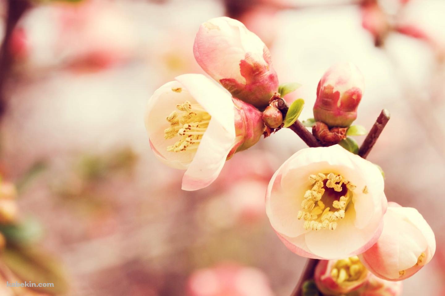 梅の花のアップの壁紙(1440px x 960px) 高画質 PC・デスクトップ用