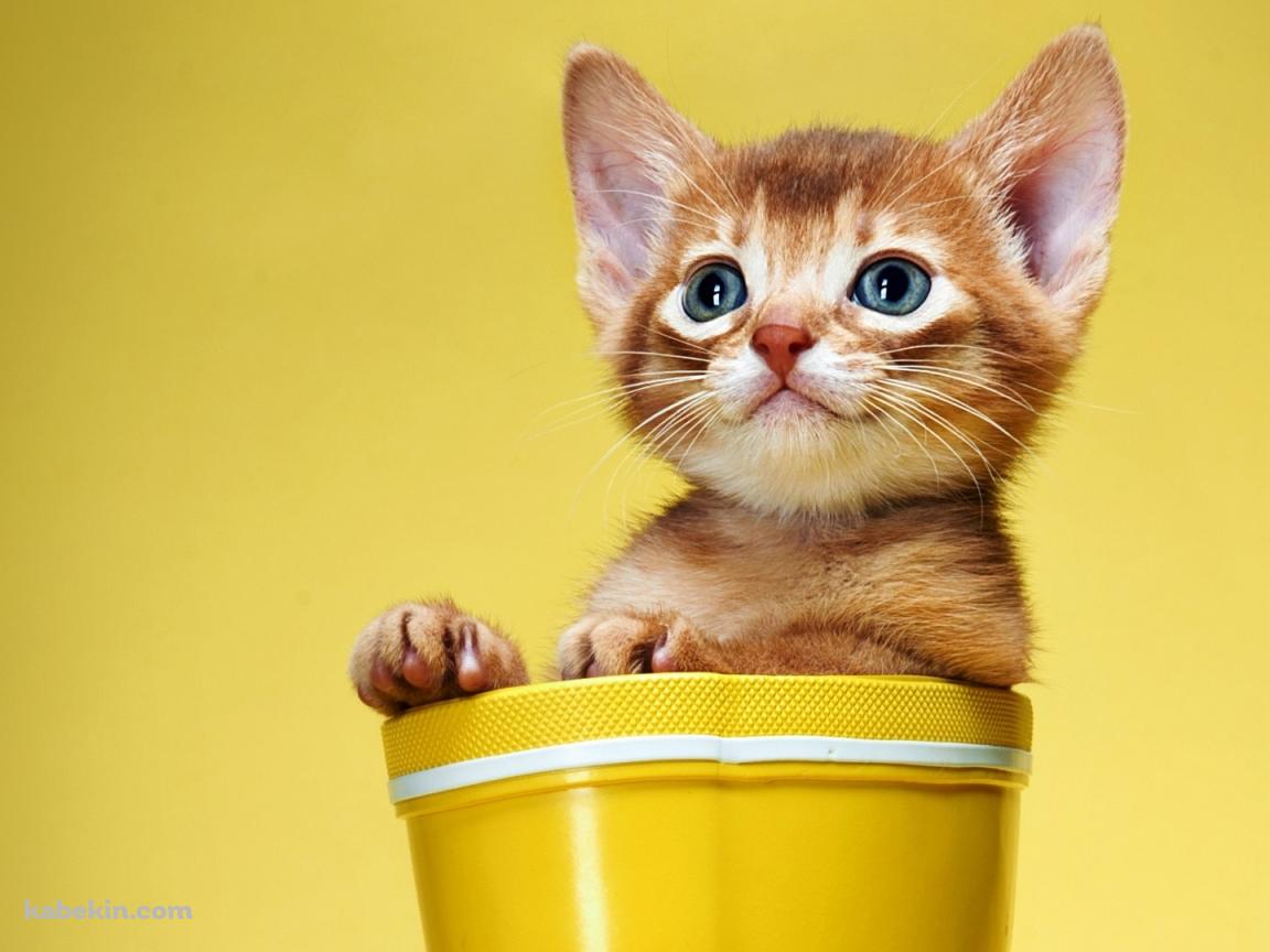 鉢に入った子猫の壁紙(1152px x 864px) 高画質 PC・デスクトップ用