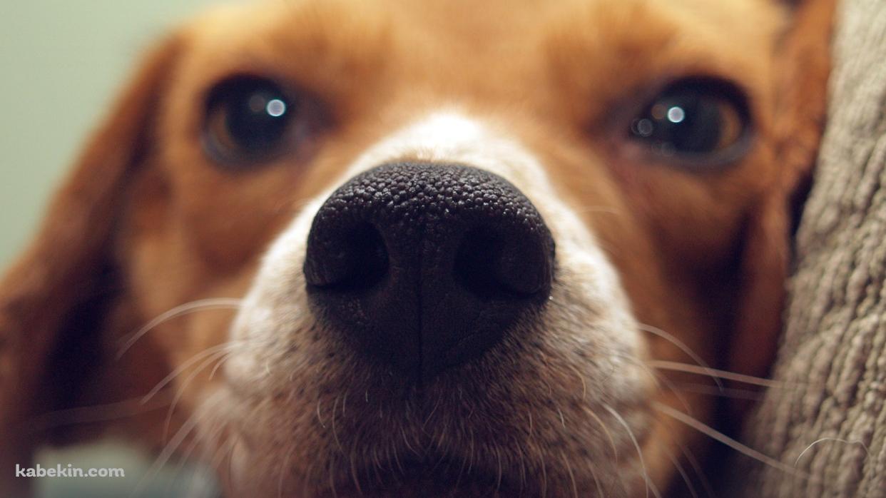 茶色い犬 鼻のアップの壁紙(1242px x 698px) 高画質 PC・デスクトップ用
