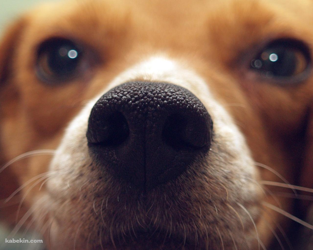茶色い犬 鼻のアップの壁紙(1280px x 1024px) 高画質 PC・デスクトップ用
