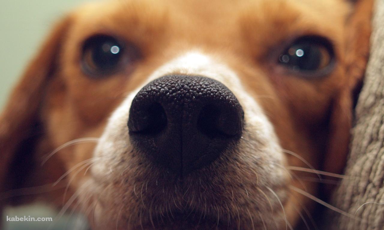 茶色い犬 鼻のアップの壁紙(1280px x 768px) 高画質 PC・デスクトップ用