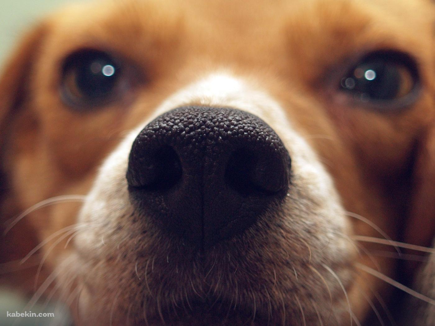 茶色い犬 鼻のアップの壁紙(1400px x 1050px) 高画質 PC・デスクトップ用