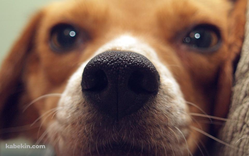 茶色い犬 鼻のアップの壁紙(960px x 600px) 高画質 PC・デスクトップ用