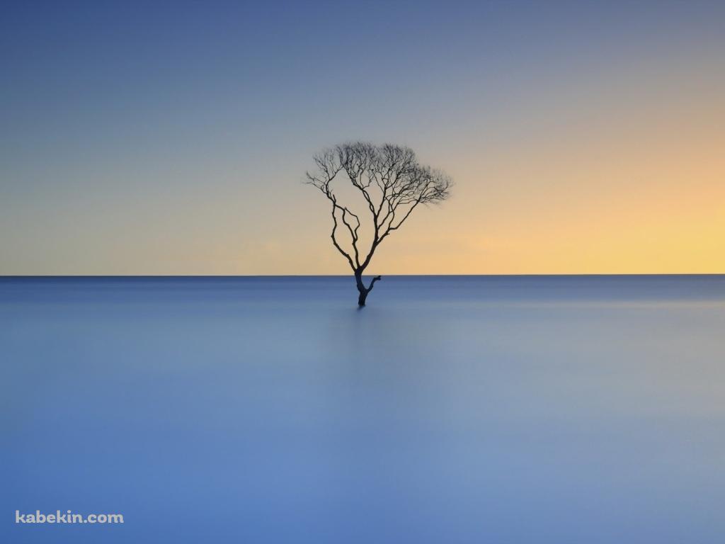 水面に浮かぶ枯れ木の壁紙(1024px x 768px) 高画質 PC・デスクトップ用