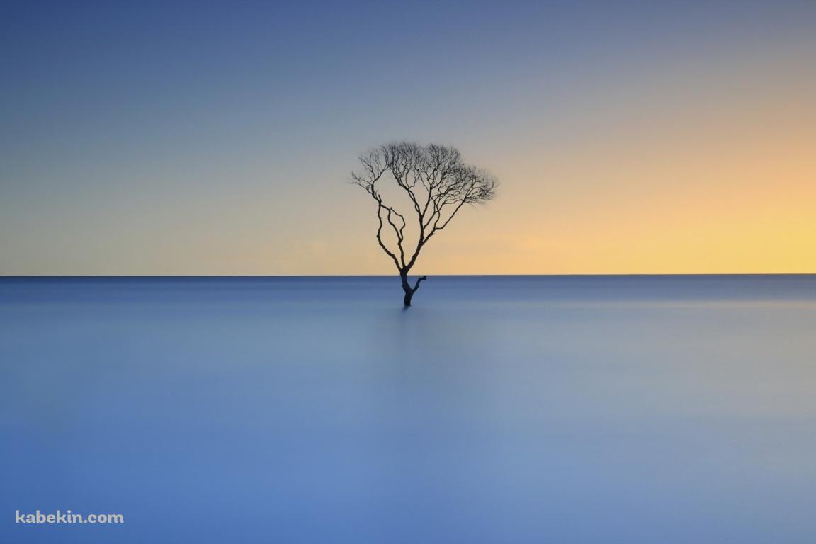 水面に浮かぶ枯れ木の壁紙(1152px x 768px) 高画質 PC・デスクトップ用