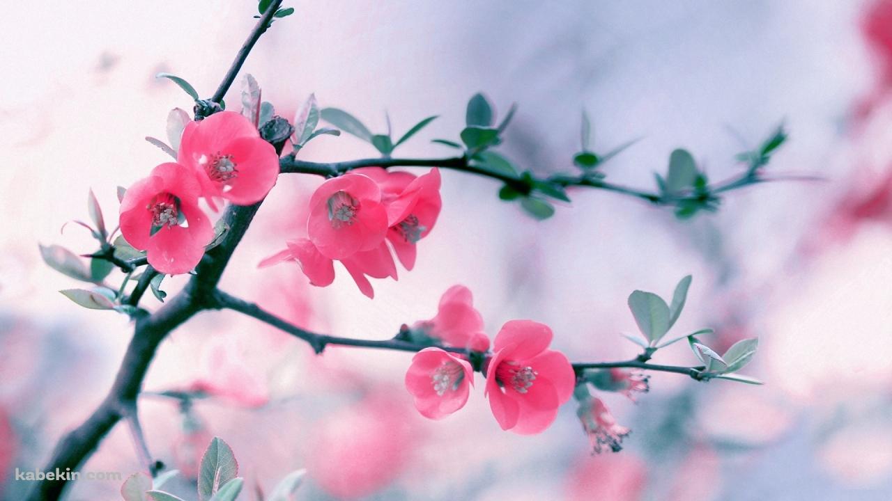ピンクの梅の花の壁紙(1280px x 720px) 高画質 PC・デスクトップ用