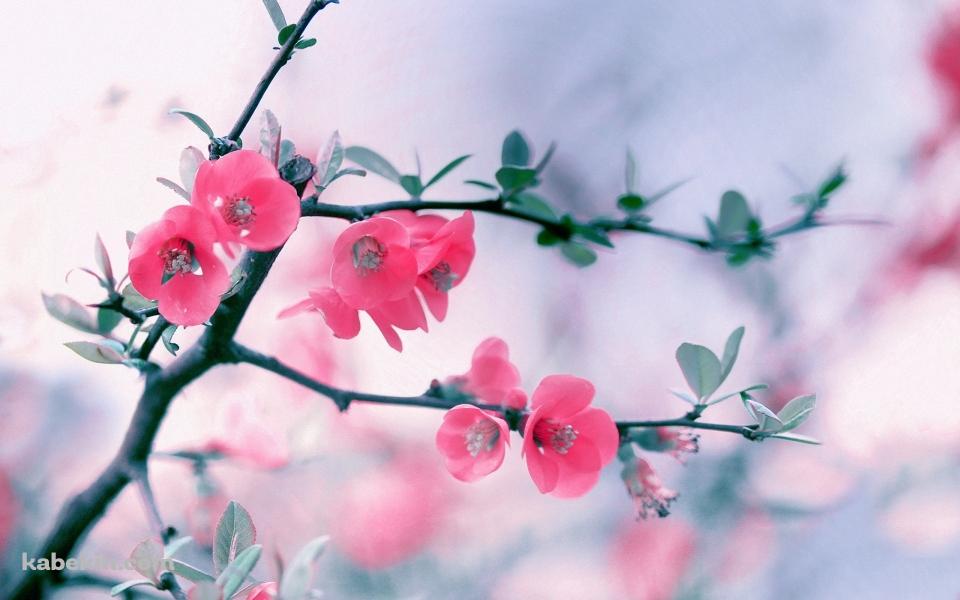 ピンクの梅の花の壁紙(960px x 600px) 高画質 PC・デスクトップ用