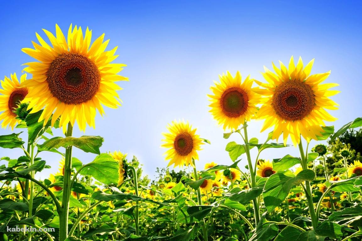 背の高いヒマワリの壁紙(1152px x 768px) 高画質 PC・デスクトップ用