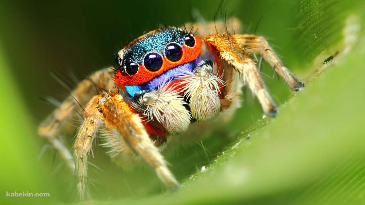 カラフルな蜘蛛 スパイダーの壁紙(1280px x 720px) 高画質 PC・デスクトップ用