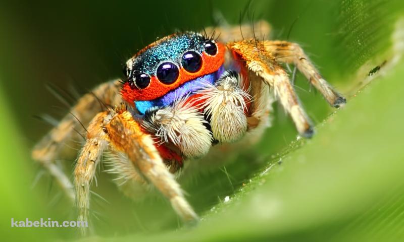 カラフルな蜘蛛 スパイダーの壁紙(800px x 480px) 高画質 PC・デスクトップ用