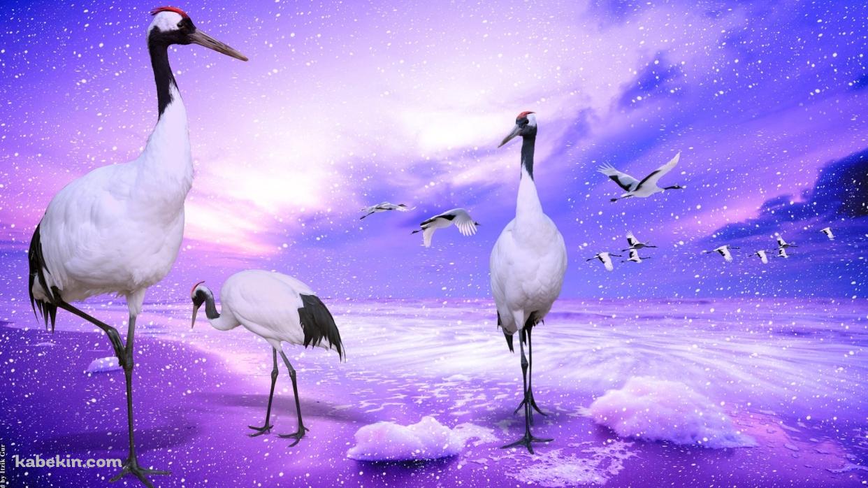 鶴の壁紙(1242px x 698px) 高画質 PC・デスクトップ用