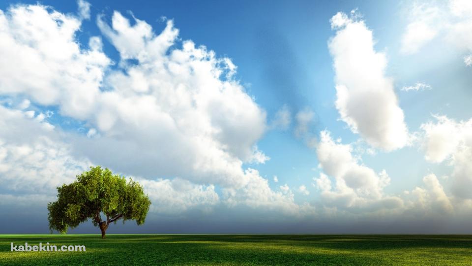 晴天の草原の壁紙(960px x 540px) 高画質 PC・デスクトップ用