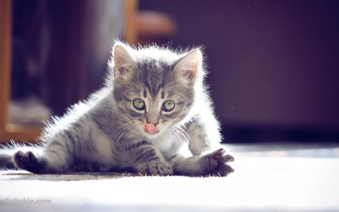 屈伸する猫の壁紙(1152px x 720px) 高画質 PC・デスクトップ用