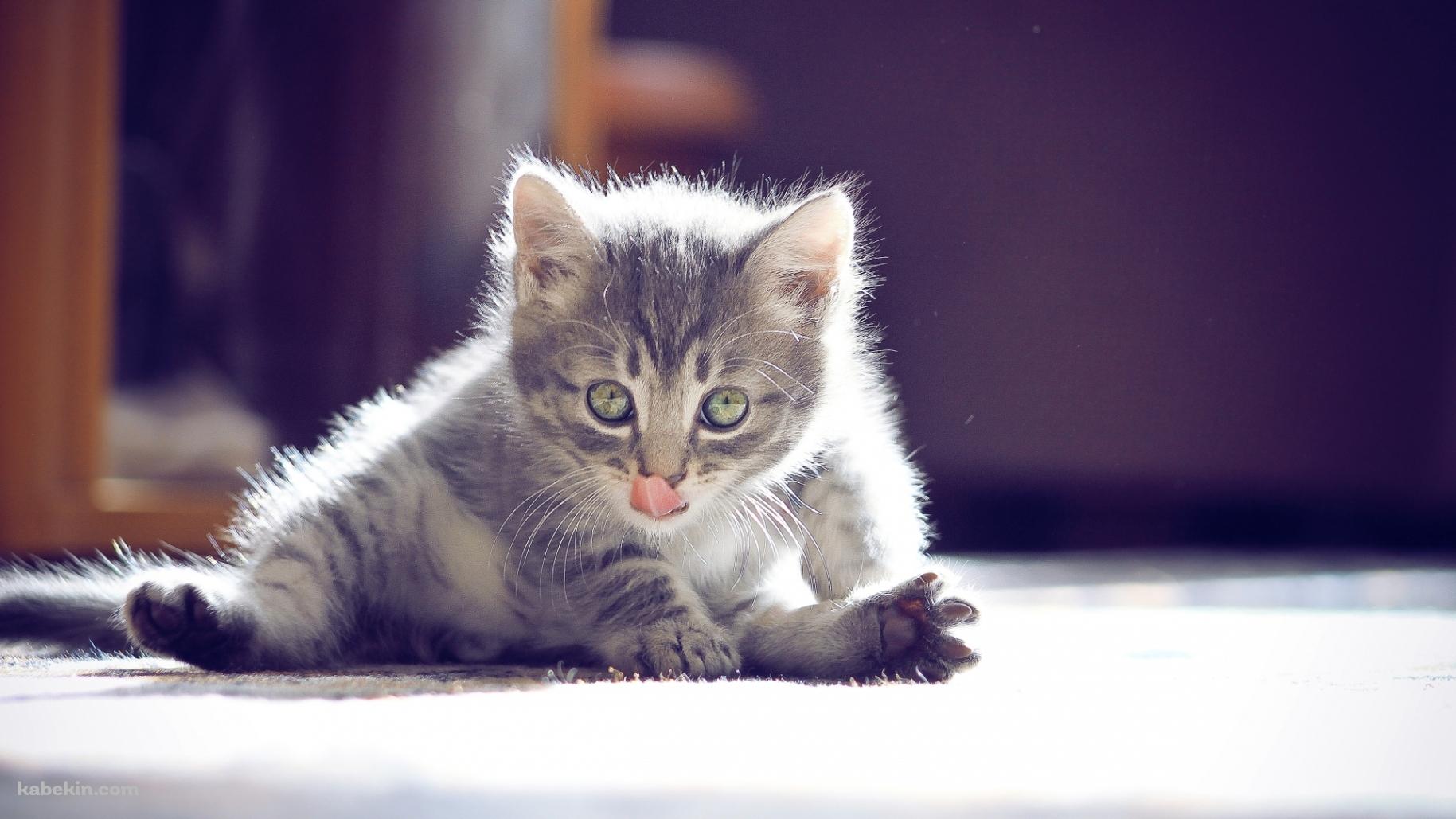 屈伸する猫の壁紙(1829px x 1029px) 高画質 PC・デスクトップ用