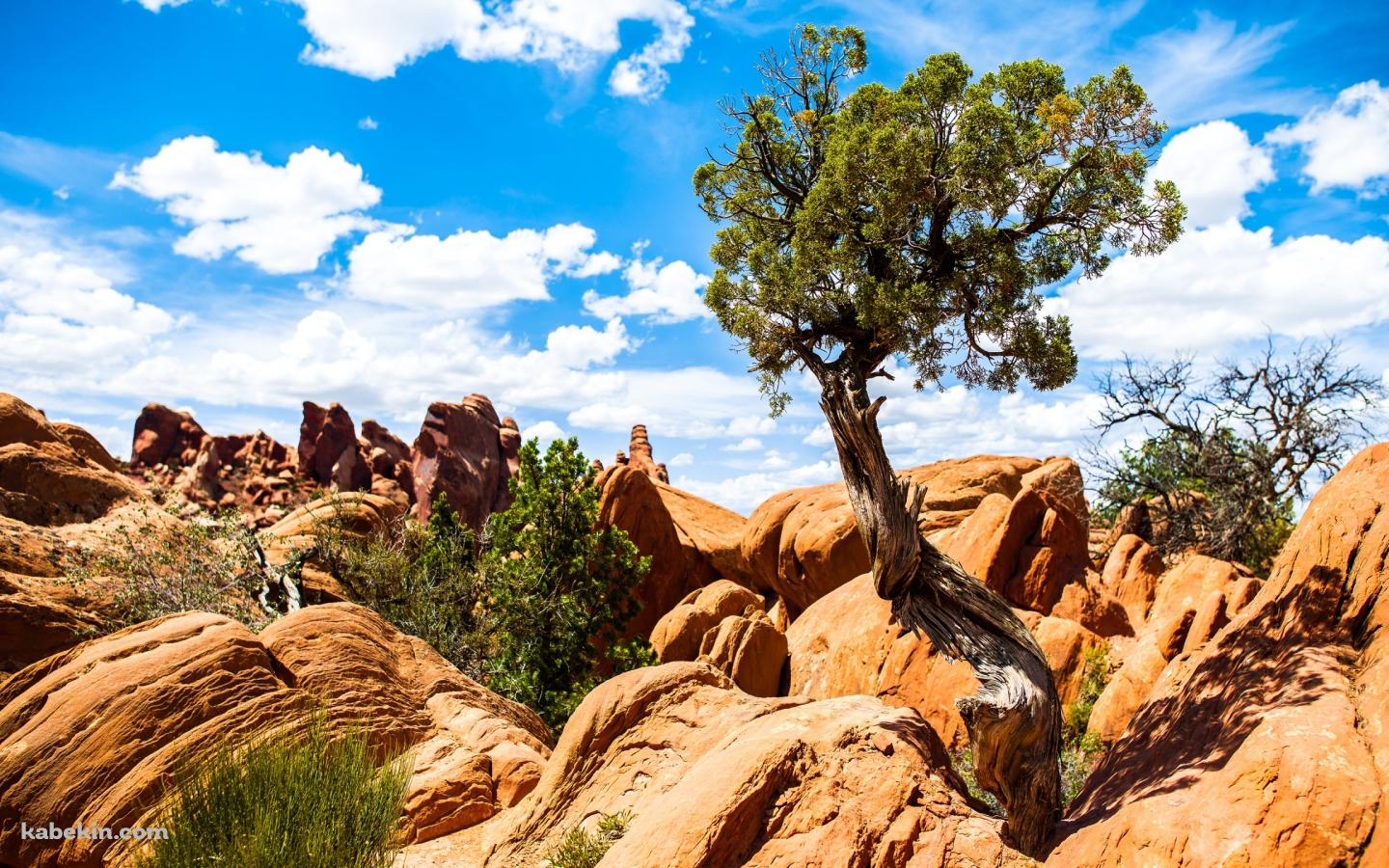 枯れた地の壁紙(1440px x 900px) 高画質 PC・デスクトップ用