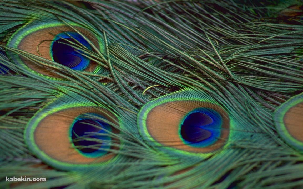 孔雀の羽の壁紙(1152px x 720px) 高画質 PC・デスクトップ用