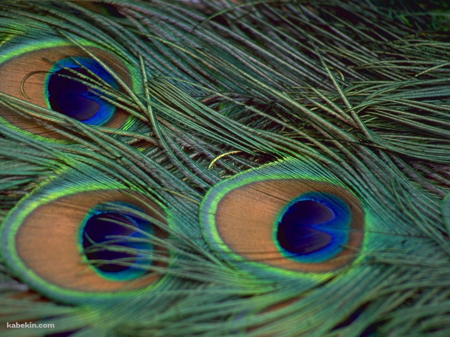 孔雀の羽の壁紙(1440px x 1080px) 高画質 PC・デスクトップ用