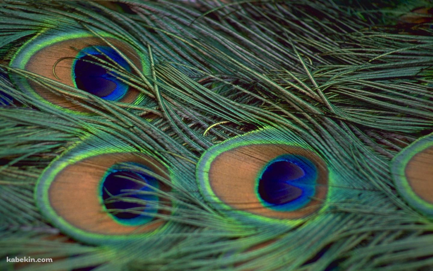 孔雀の羽の壁紙(1440px x 900px) 高画質 PC・デスクトップ用