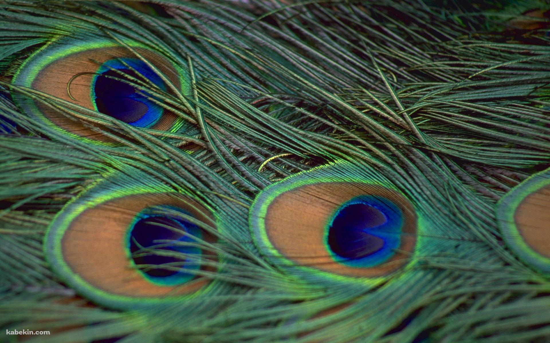 孔雀の羽の壁紙(1920px x 1200px) 高画質 PC・デスクトップ用