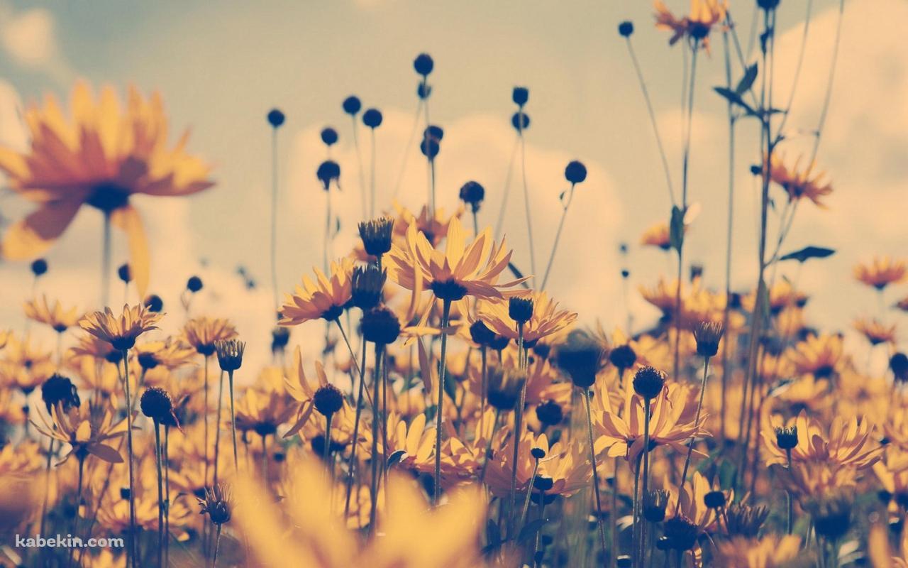 咲き乱れる黄色い花の壁紙(1280px x 800px) 高画質 PC・デスクトップ用