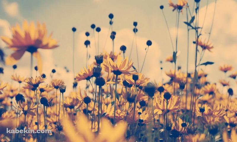 咲き乱れる黄色い花の壁紙(800px x 480px) 高画質 PC・デスクトップ用