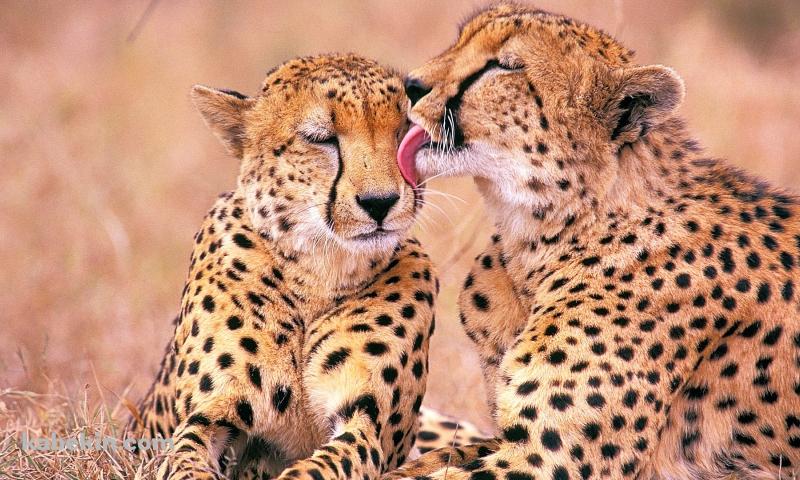 チーターの家族の壁紙(800px x 480px) 高画質 PC・デスクトップ用