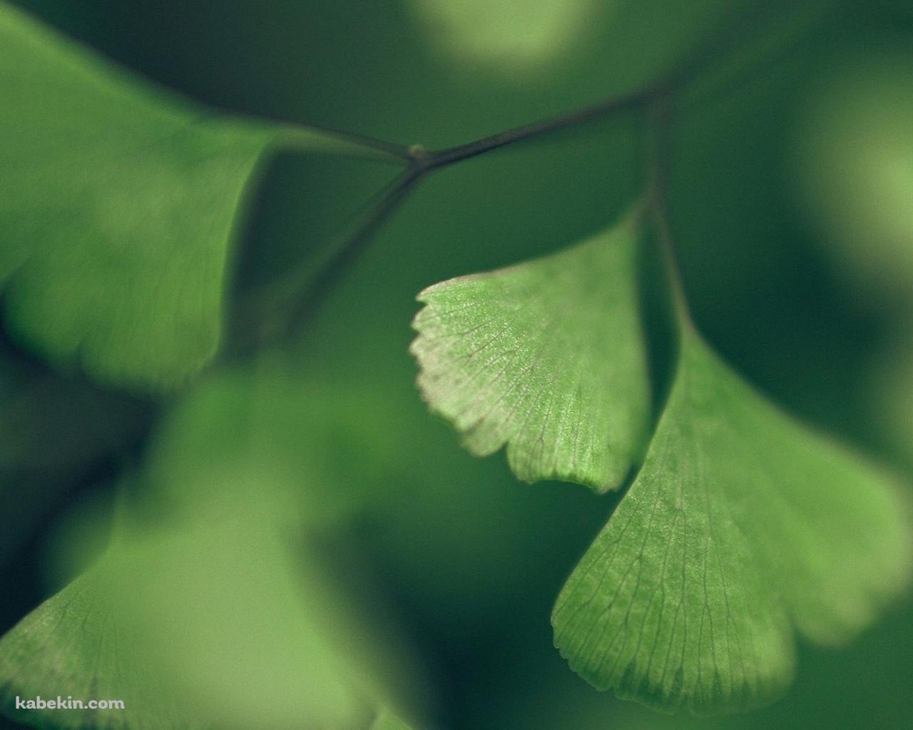 新緑のイチョウの壁紙(1280px x 1024px) 高画質 PC・デスクトップ用