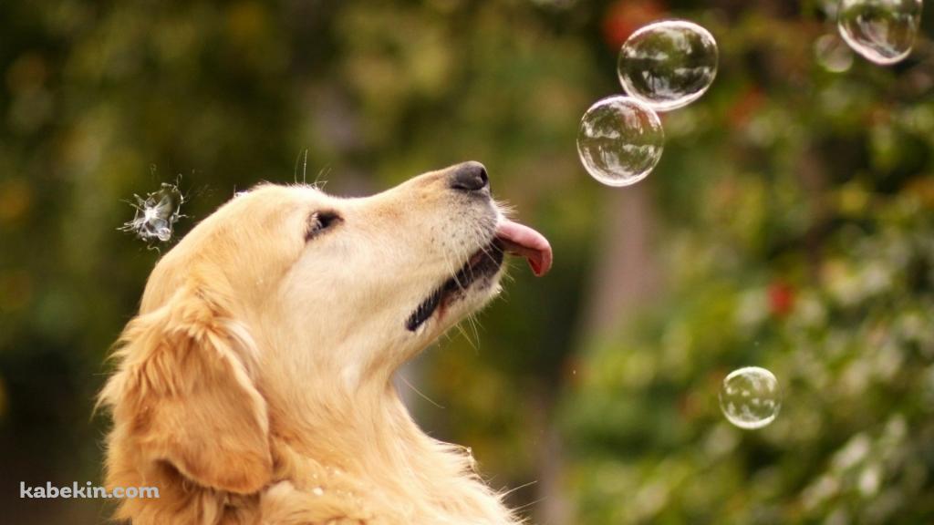 シャボン玉と犬の壁紙(1024px x 576px) 高画質 PC・デスクトップ用
