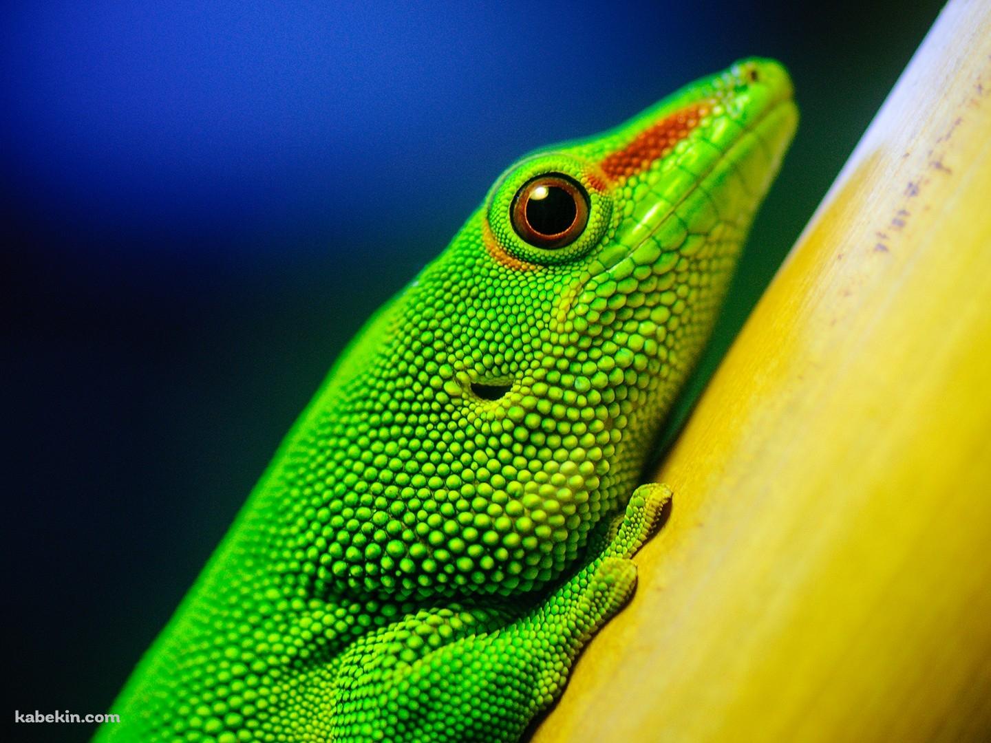 木にいる緑のトカゲの壁紙(1440px x 1080px) 高画質 PC・デスクトップ用