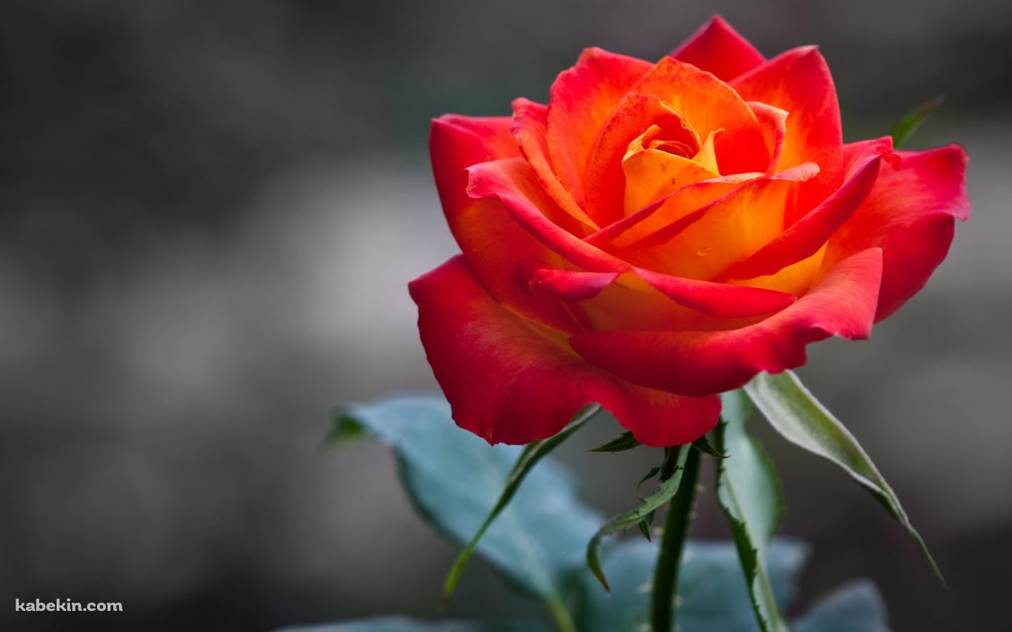 オレンジの薔薇の壁紙(1440px x 900px) 高画質 PC・デスクトップ用