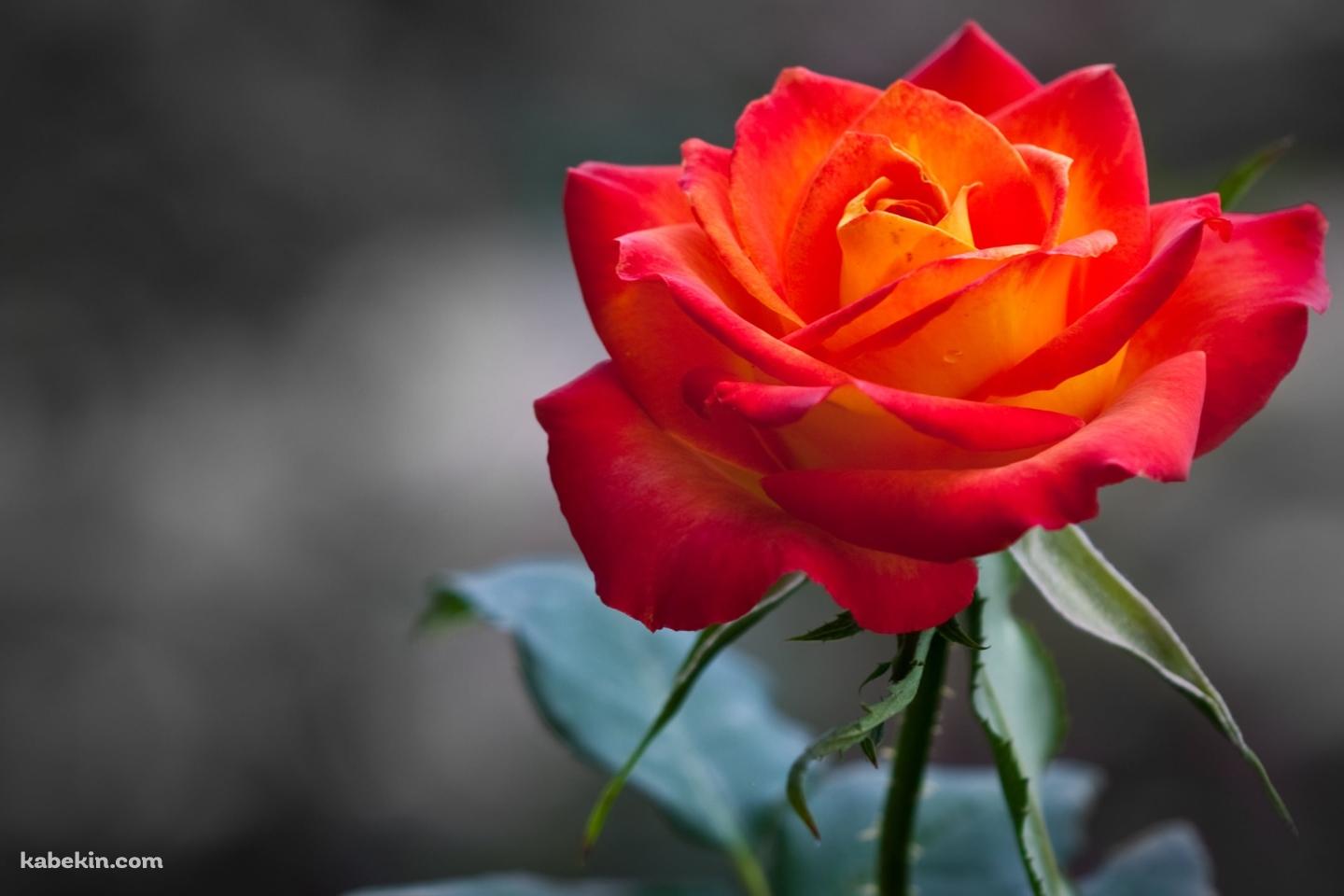 オレンジの薔薇の壁紙(1440px x 960px) 高画質 PC・デスクトップ用