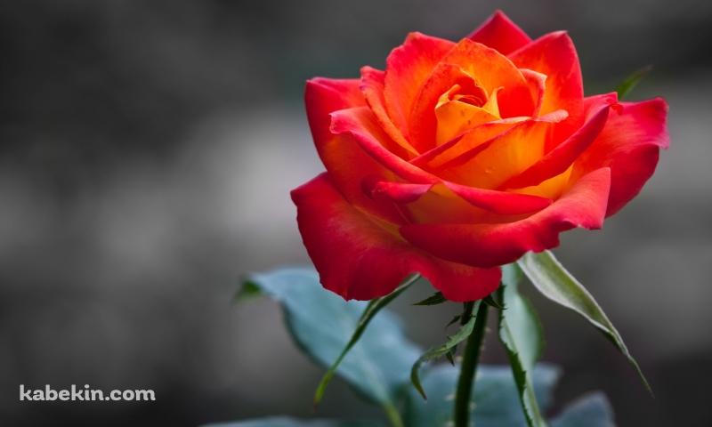 オレンジの薔薇の壁紙(800px x 480px) 高画質 PC・デスクトップ用