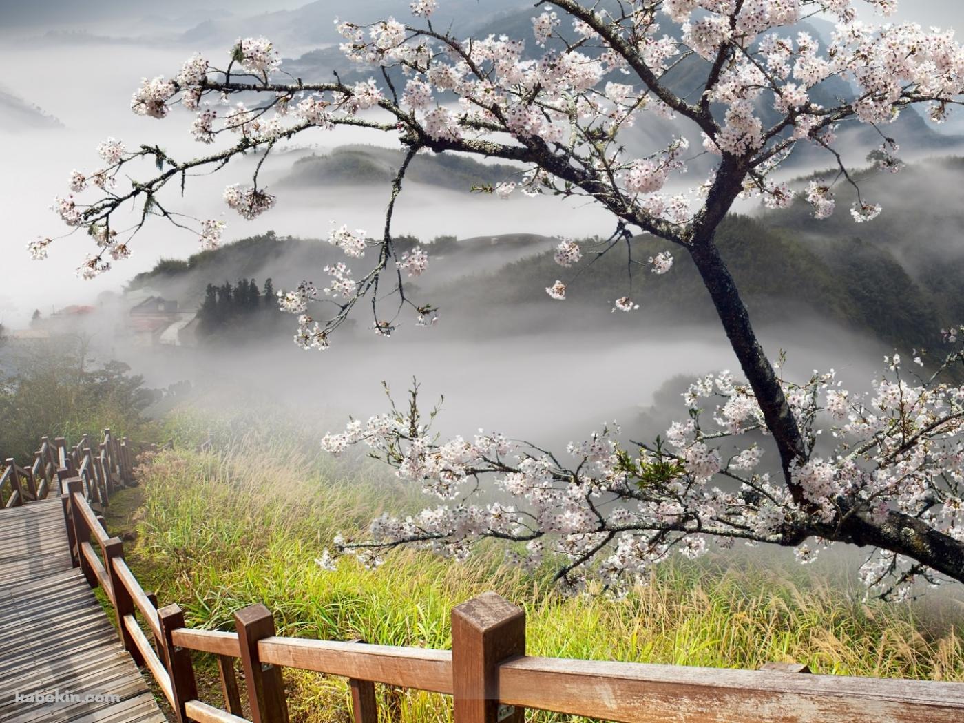 木の階段と桜の壁紙(1400px x 1050px) 高画質 PC・デスクトップ用