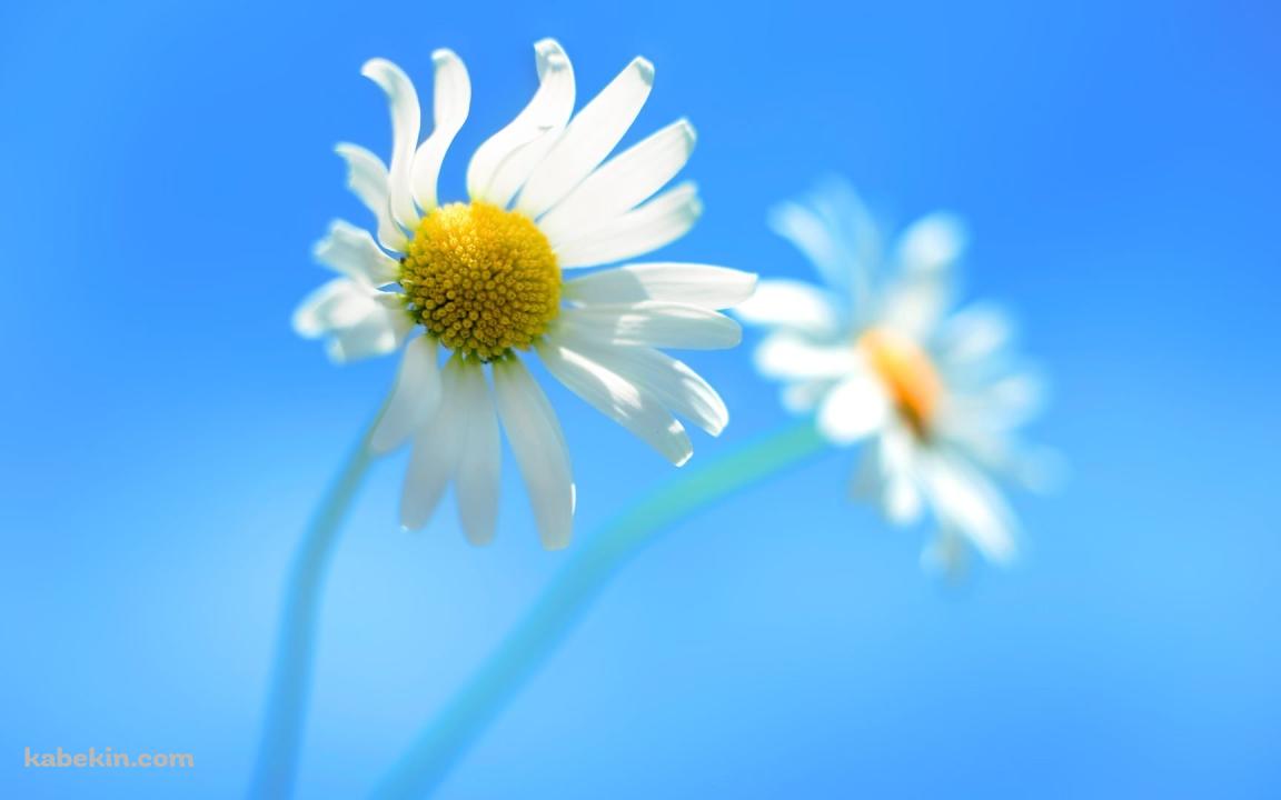 かわいい白の花の壁紙(1152px x 720px) 高画質 PC・デスクトップ用