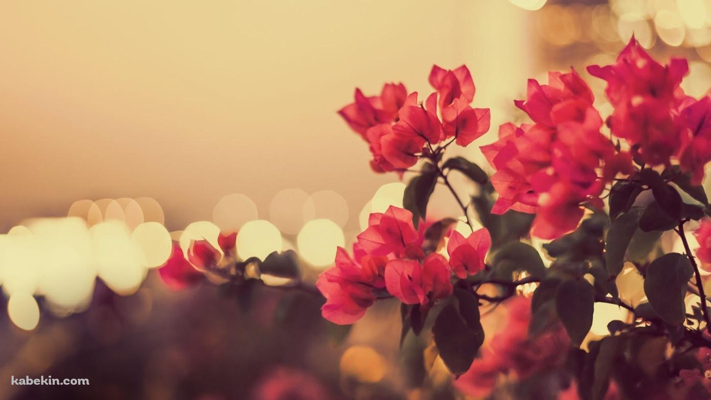ラブリーな花の壁紙(1391px x 783px) 高画質 PC・デスクトップ用