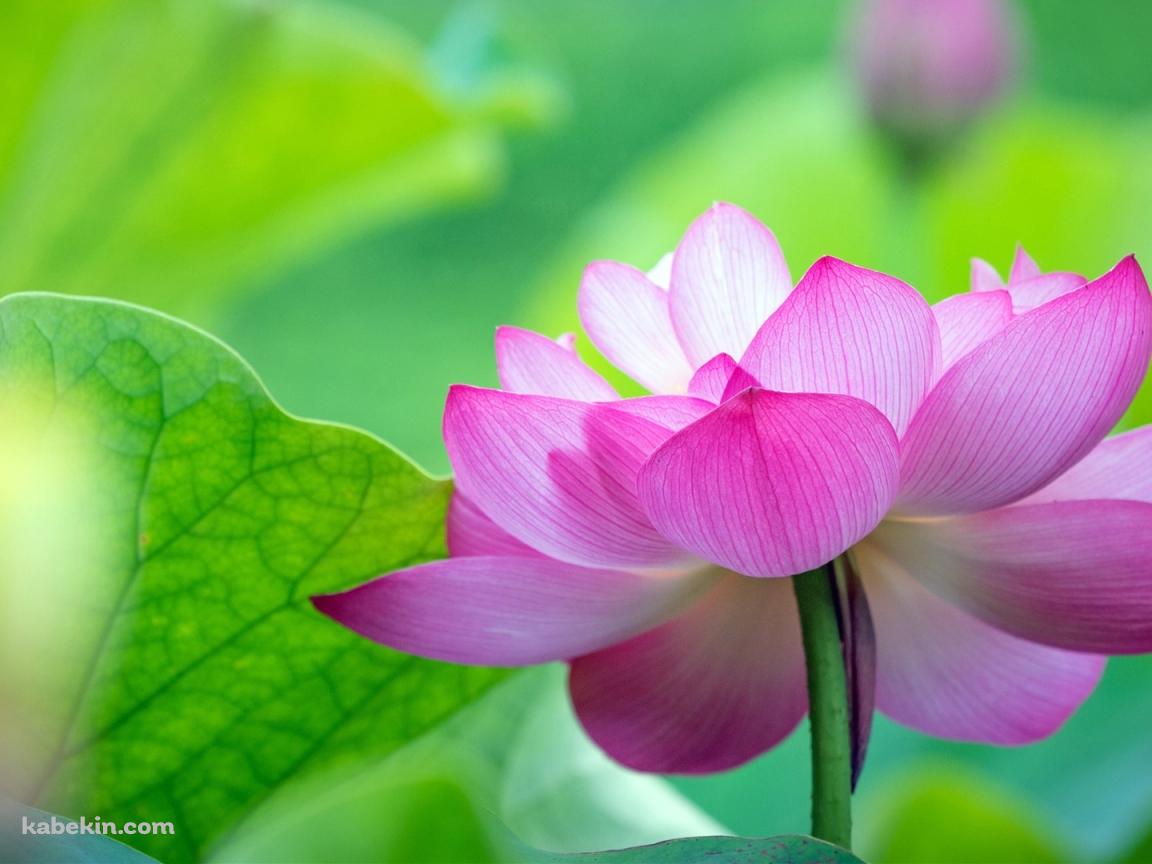 綺麗な緑の葉と蓮の花の壁紙(1152px x 864px) 高画質 PC・デスクトップ用